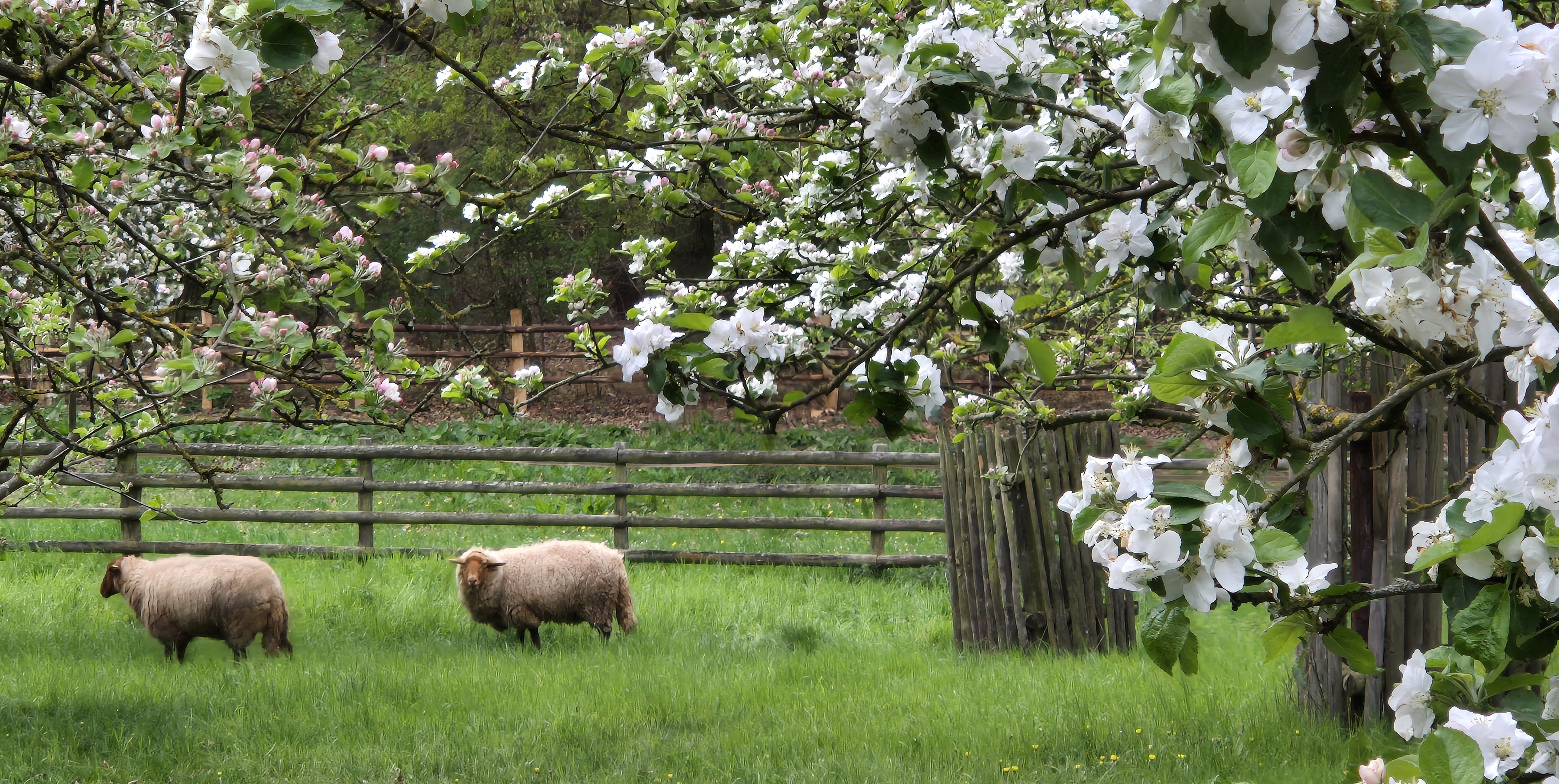 Wiese mit Bäumen mit weißen Blüten, daszwischen Schafe