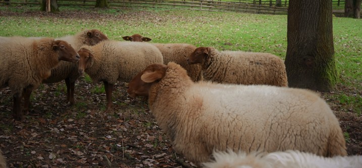 Schafe auf einer Wiese